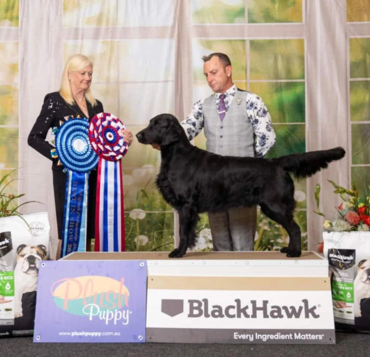 Remah Flat Coated Retrievers (ANKC)