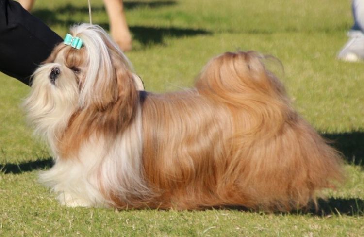 Hiset Shih tzu