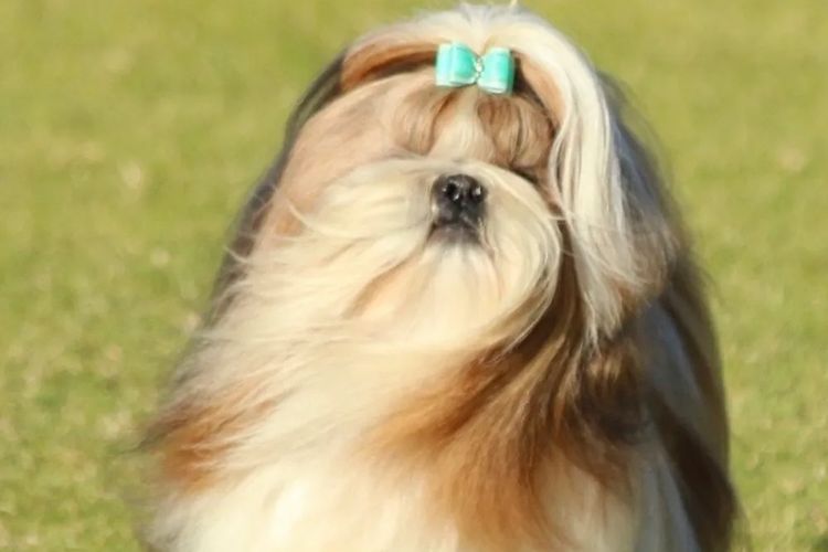 Hiset Shih tzu