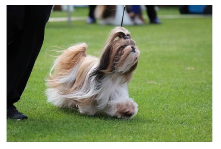 Hiset Shih tzu