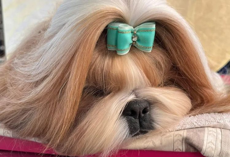 Hiset Shih tzu