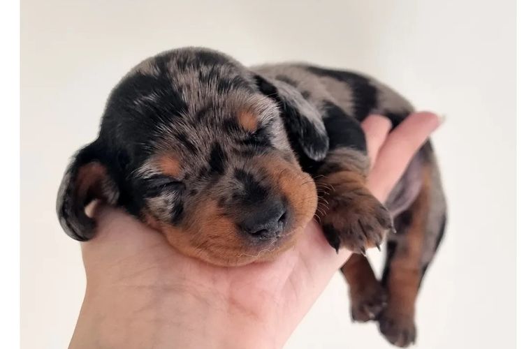 Hahana Miniature Dachshunds