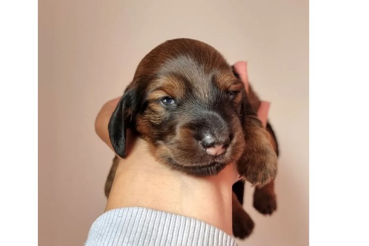 Hahana Miniature Dachshunds