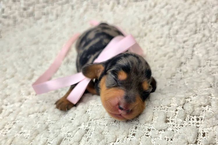 Hahana Miniature Dachshunds