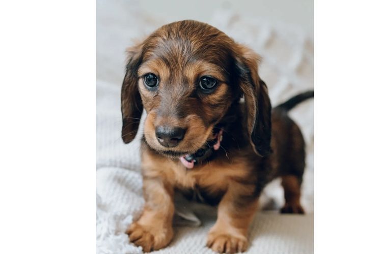 Hahana Miniature Dachshunds
