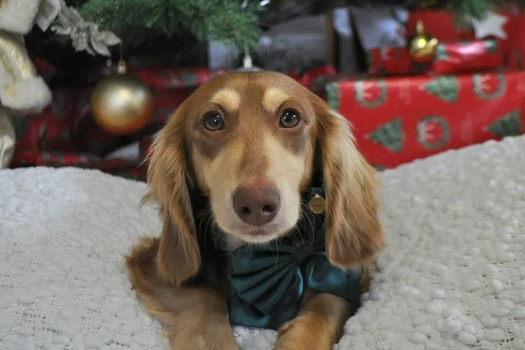 Hahana Miniature Dachshunds
