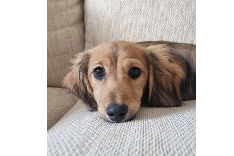 Hahana Miniature Dachshunds