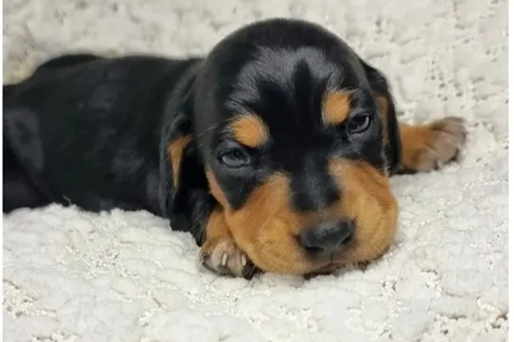Hahana Miniature Dachshunds