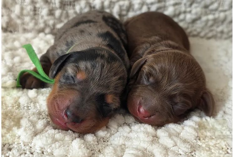 Hahana Miniature Dachshunds
