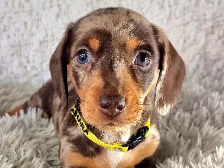 Hahana Miniature Dachshunds