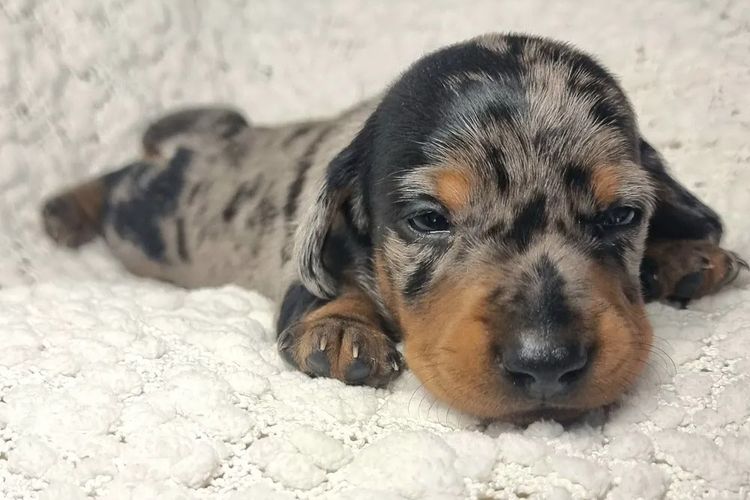 Hahana Miniature Dachshunds