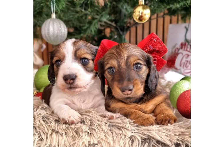 Hahana Miniature Dachshunds
