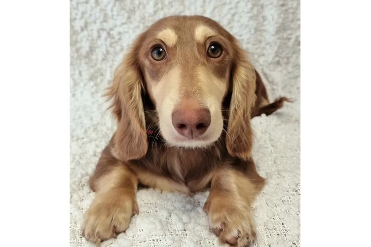 Hahana Miniature Dachshunds