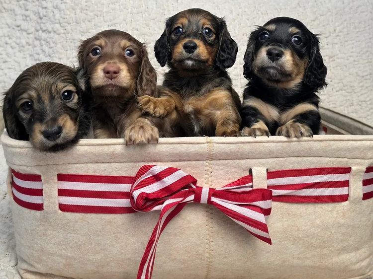 Hahana Miniature Dachshunds