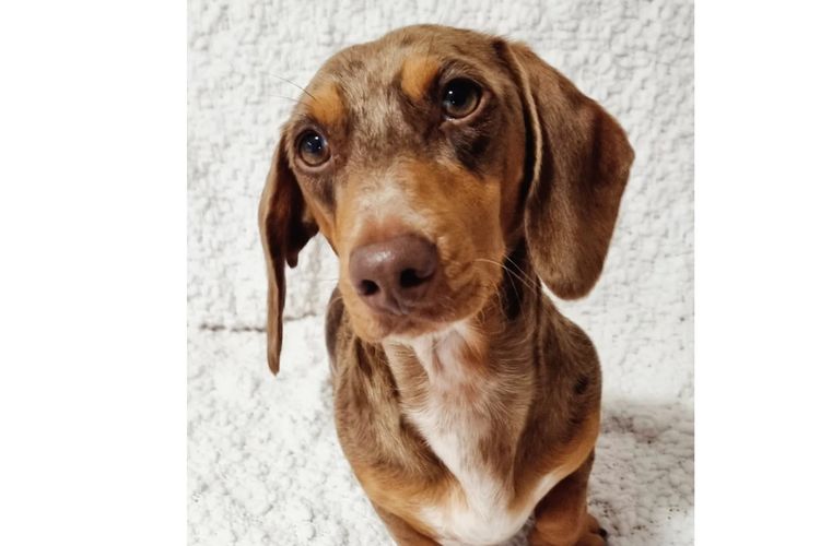 Hahana Miniature Dachshunds