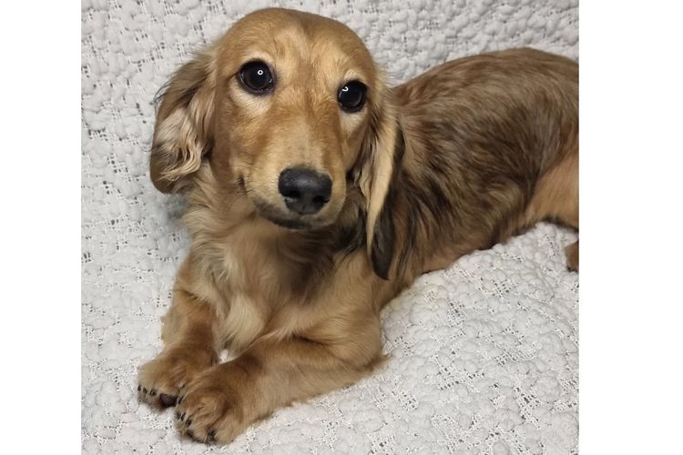Hahana Miniature Dachshunds