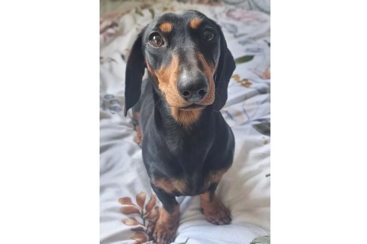 Hahana Miniature Dachshunds