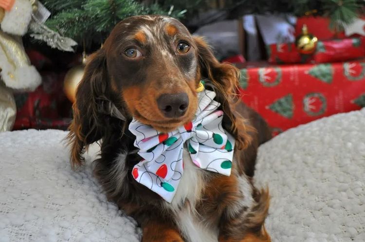 Hahana Miniature Dachshunds