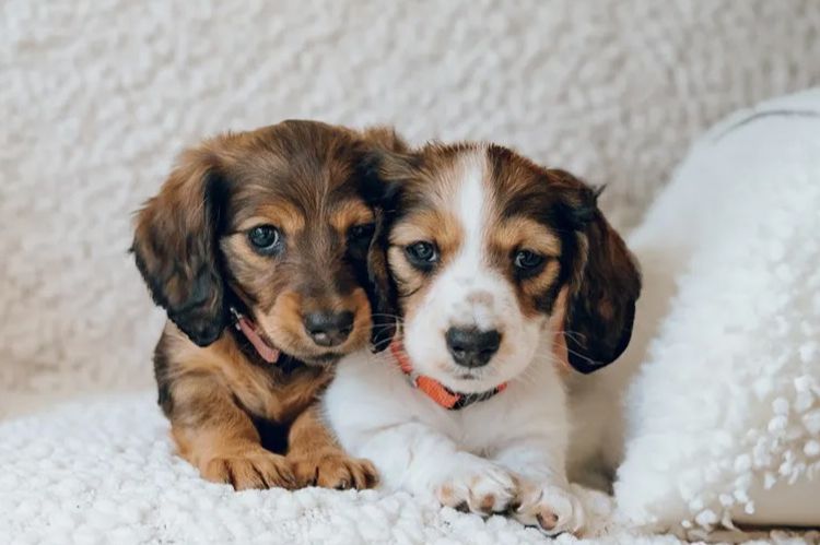 Hahana Miniature Dachshunds