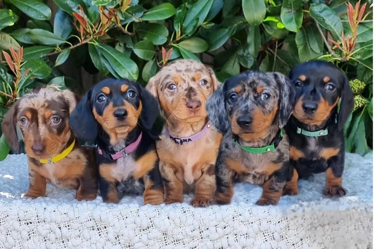 Hahana Miniature Dachshunds