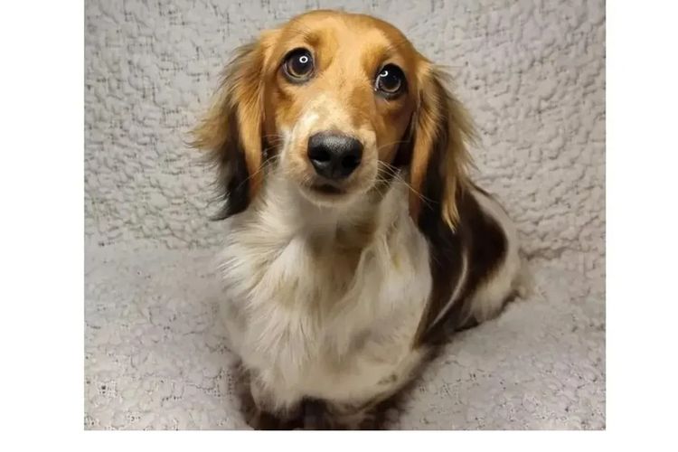 Hahana Miniature Dachshunds