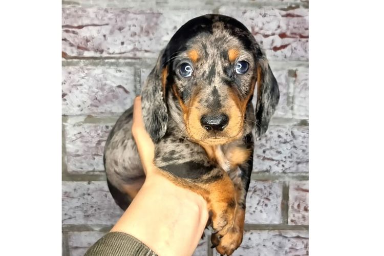 Hahana Miniature Dachshunds