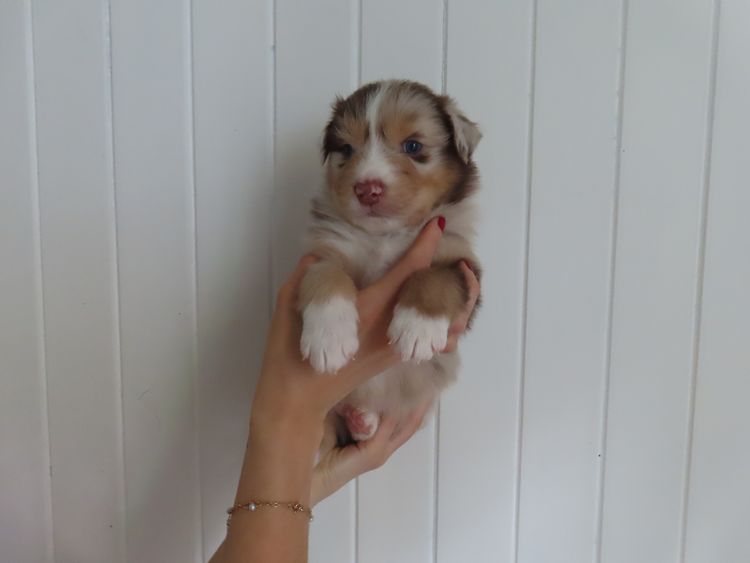 Rowie Australian Shepherds