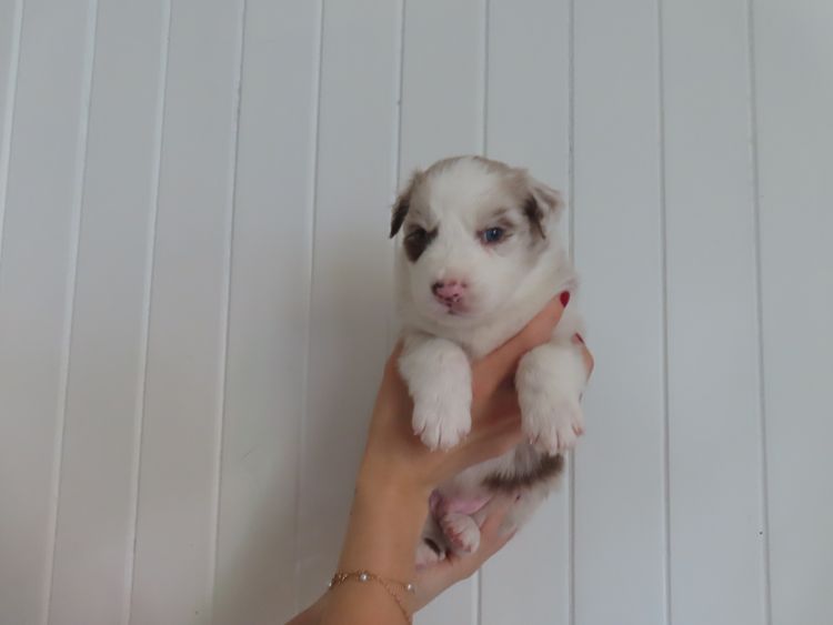 Rowie Australian Shepherds