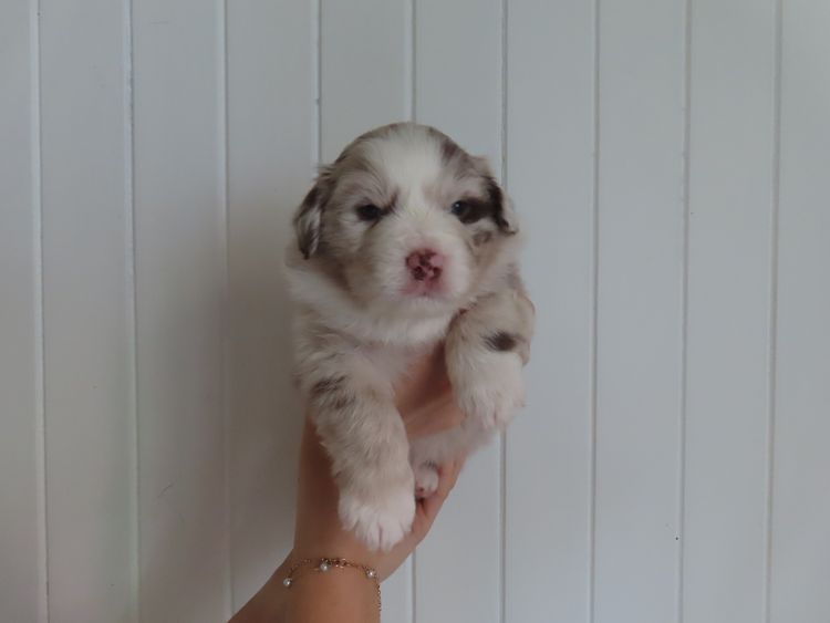 Rowie Australian Shepherds