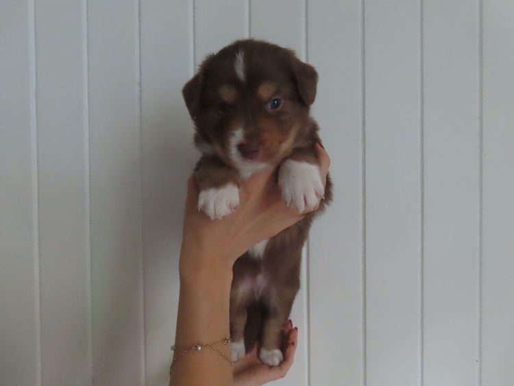 Rowie Australian Shepherds