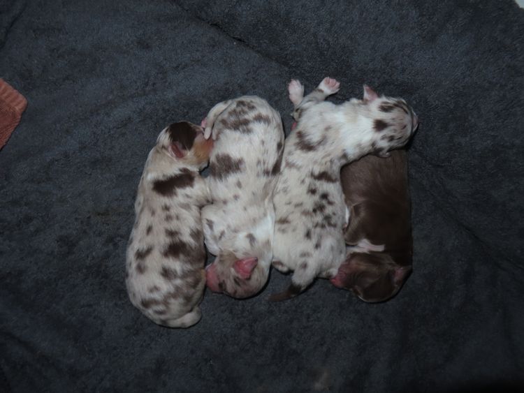Rowie Australian Shepherds