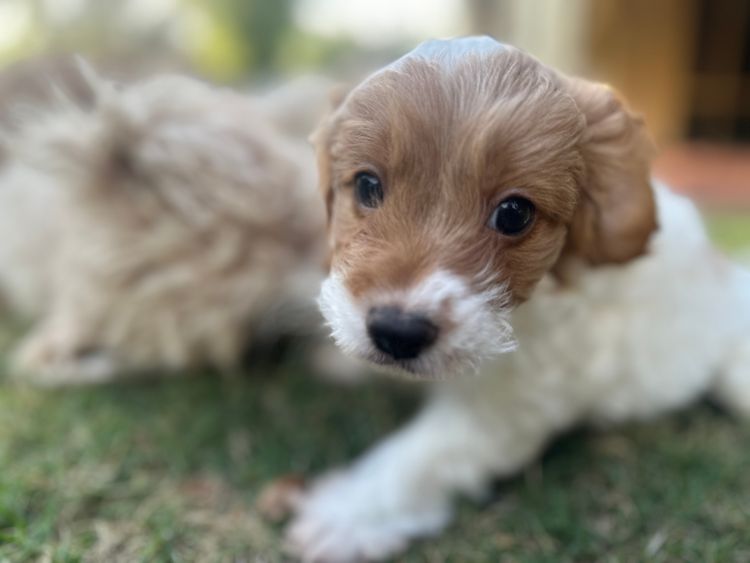 Fur Kings Cavoodles