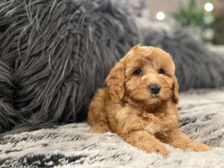 Fur Kings Cavoodles
