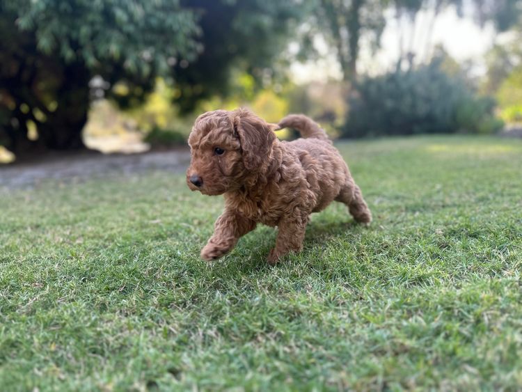 Fur Kings Cavoodles