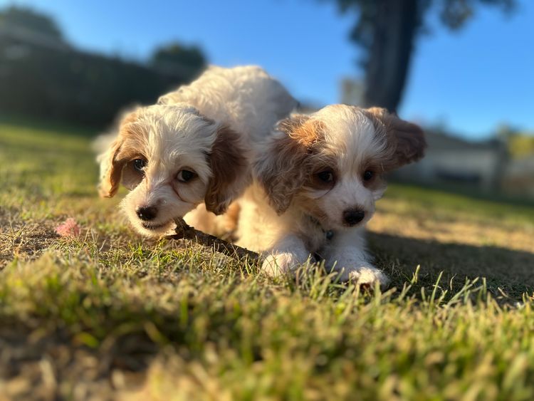 Fur Kings Cavoodles