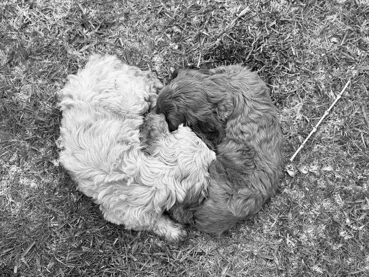 Fur Kings Cavoodles