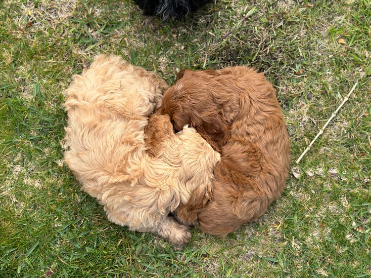 Fur Kings Cavoodles