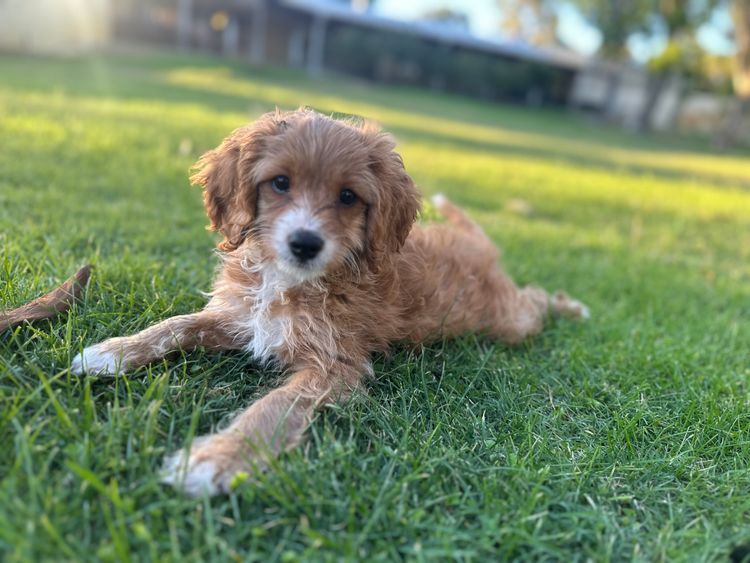 Fur Kings Cavoodles