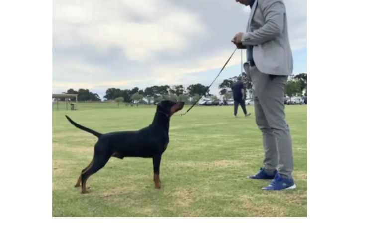 Defavorie German Pinscher - VIC
