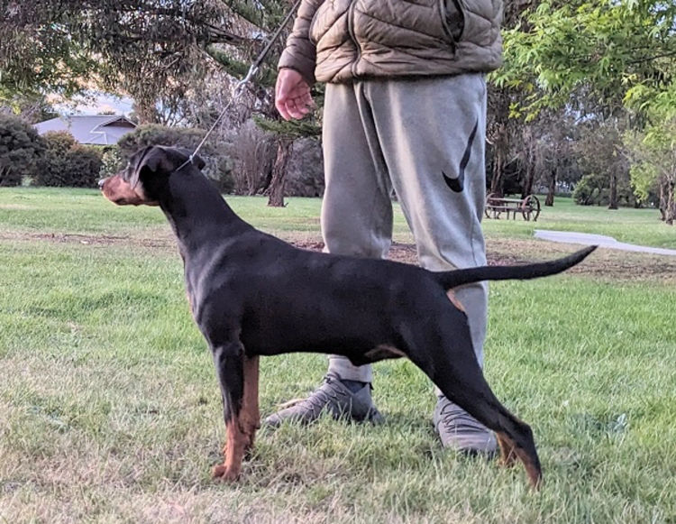 Defavorie German Pinscher - VIC
