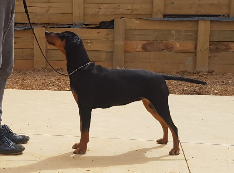 Defavorie German Pinscher - VIC