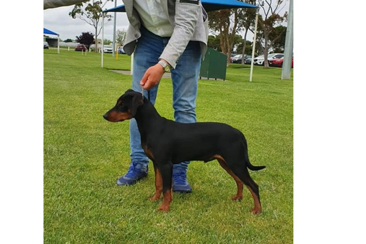 Defavorie German Pinscher - VIC