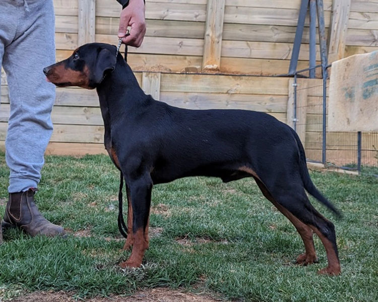 Defavorie German Pinscher - VIC