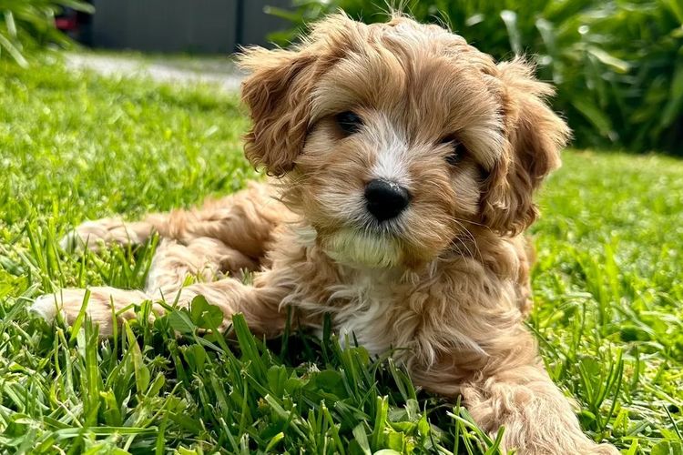 No Eye Deer Farm Cavoodles