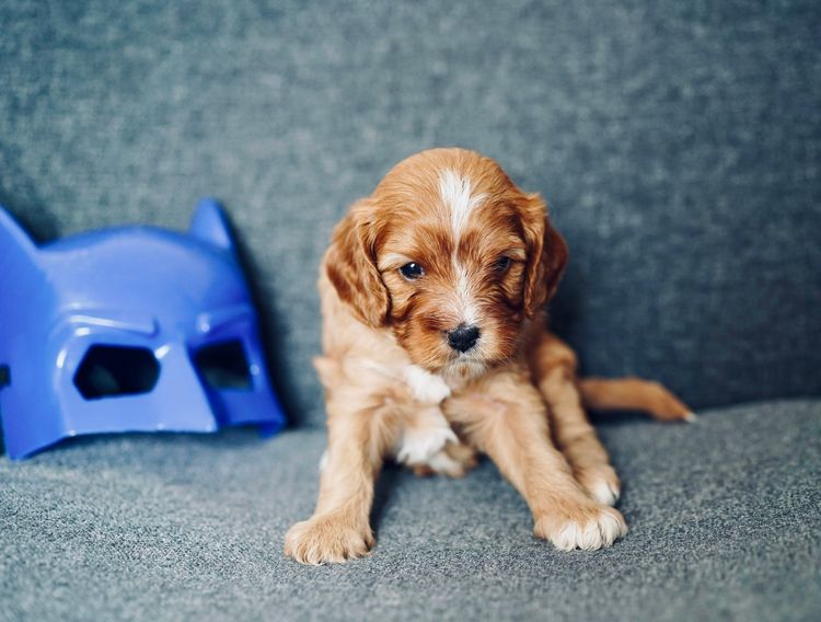 No Eye Deer Farm Cavoodles