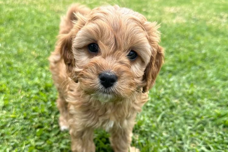 No Eye Deer Farm Cavoodles