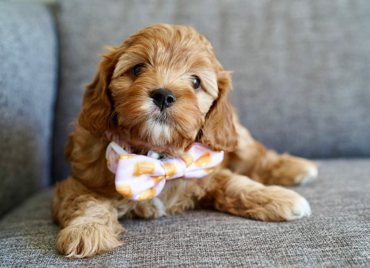 No Eye Deer Farm Cavoodles