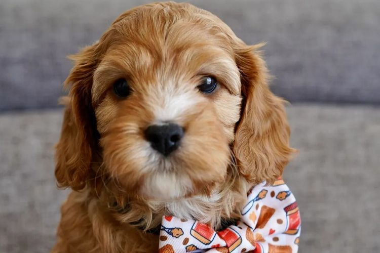 No Eye Deer Farm Cavoodles