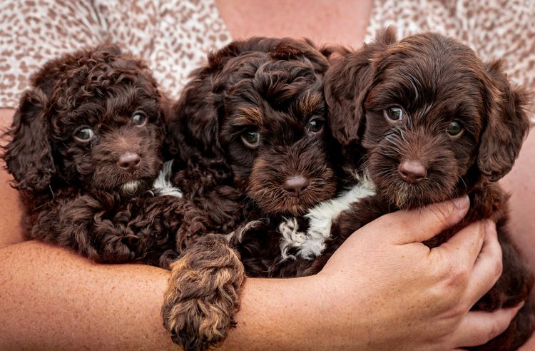 Marana Magic Cavoodles/Theodores