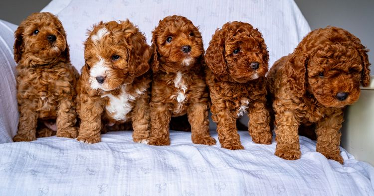 Marana Magic Cavoodles/Theodores